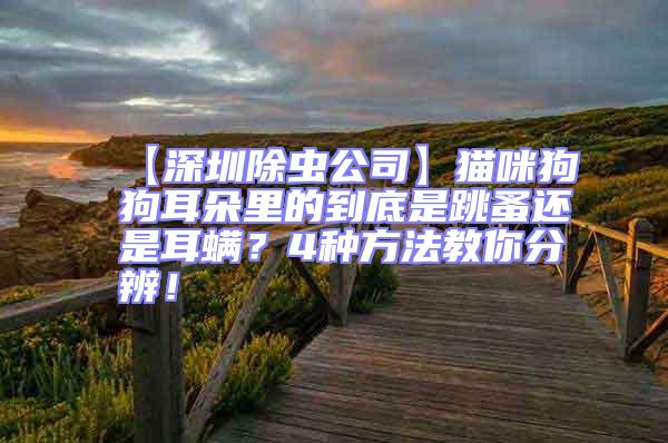 【深圳除蟲(chóng)公司】貓咪狗狗耳朵里的到底是跳蚤還是耳螨？4種方法教你分辨！
