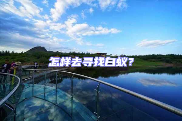 怎樣去尋找白蟻？