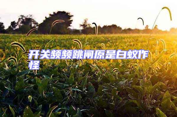 開關(guān)頻頻跳閘原是白蟻作怪