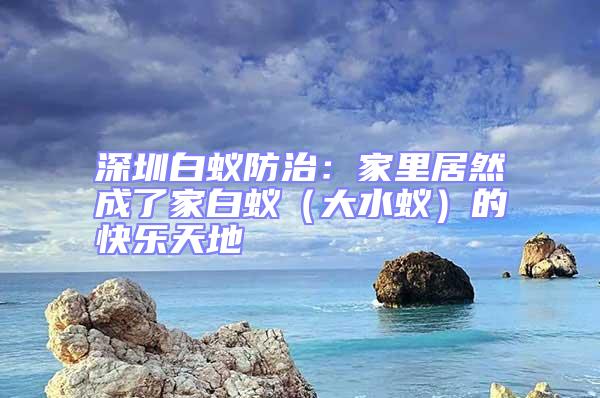 深圳白蟻防治：家里居然成了家白蟻（大水蟻）的快樂天地