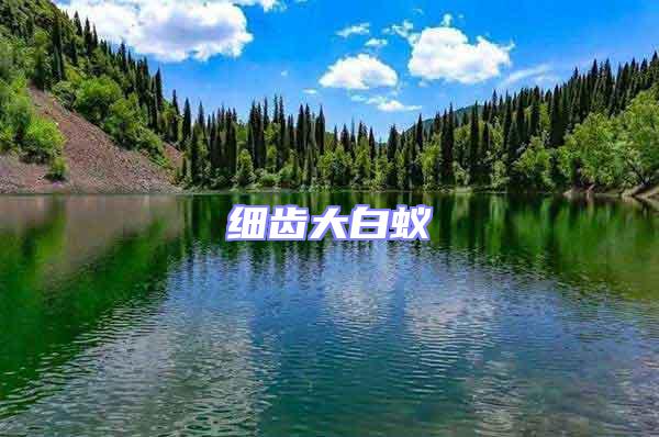 細齒大白蟻
