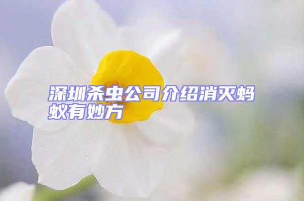 深圳殺蟲公司介紹消滅螞蟻有妙方