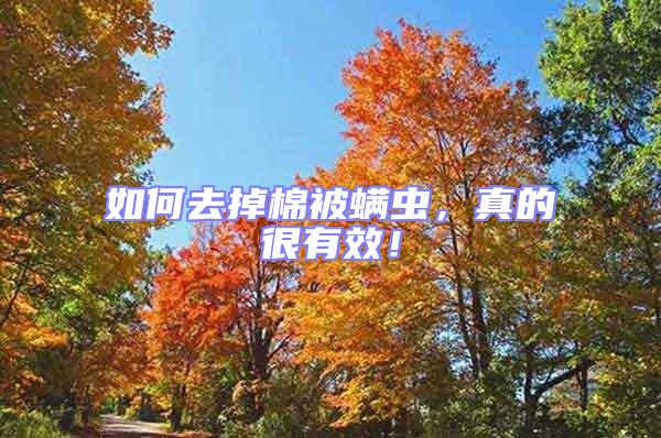 如何去掉棉被螨蟲，真的很有效！