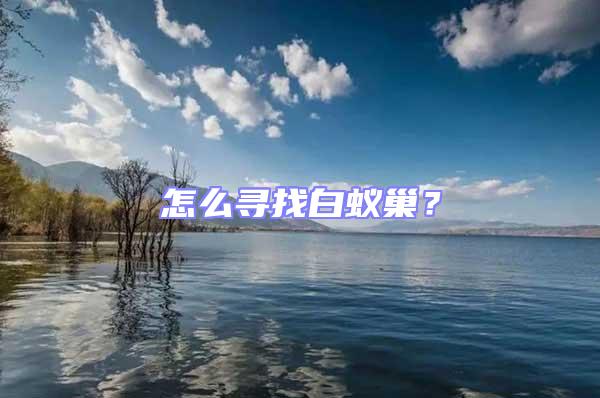 怎么尋找白蟻巢？