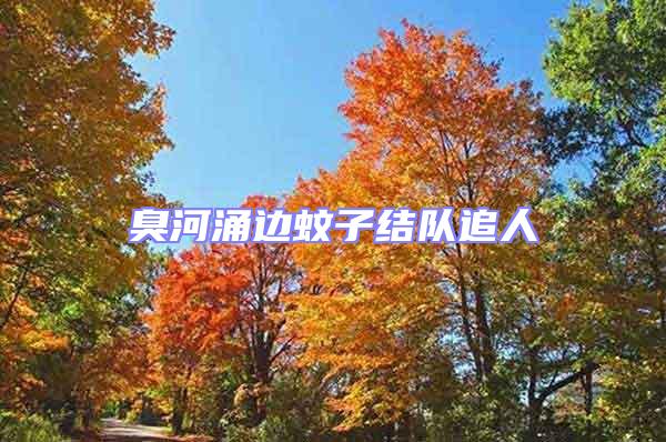 臭河涌邊蚊子結隊追人