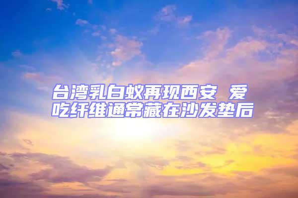 臺(tái)灣乳白蟻再現(xiàn)西安 愛(ài)吃纖維通常藏在沙發(fā)墊后