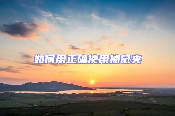 如何用正確使用捕鼠夾