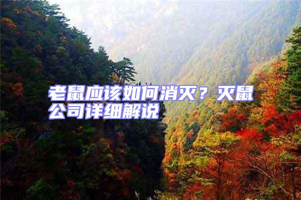 老鼠應該如何消滅？滅鼠公司詳細解說