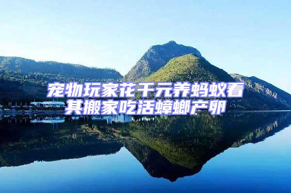 寵物玩家花千元養(yǎng)螞蟻看其搬家吃活蟑螂產(chǎn)卵