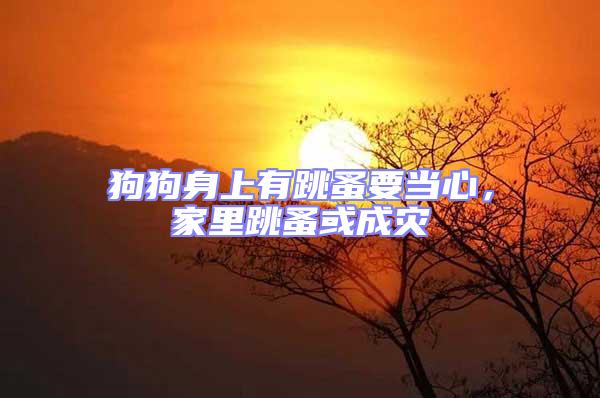 狗狗身上有跳蚤要當(dāng)心，家里跳蚤或成災(zāi)