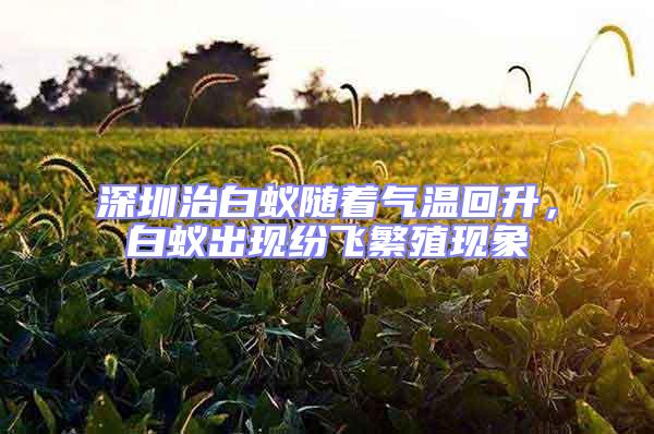 深圳治白蟻隨著氣溫回升，白蟻出現紛飛繁殖現象