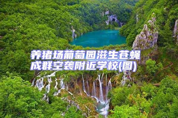 養豬場葡萄園滋生蒼蠅 成群空襲附近學校(圖)