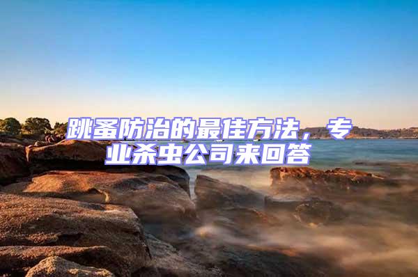 跳蚤防治的最佳方法，專業殺蟲公司來回答