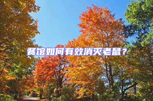餐館如何有效消滅老鼠？