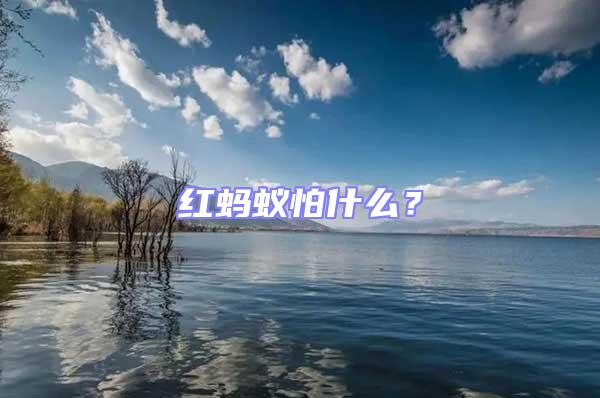 紅螞蟻怕什么？