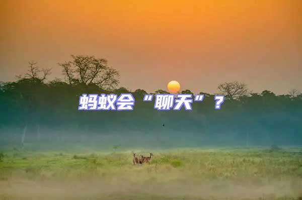 螞蟻會“聊天”？