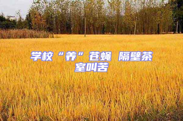 學(xué)校“養(yǎng)”蒼蠅 隔壁茶室叫苦