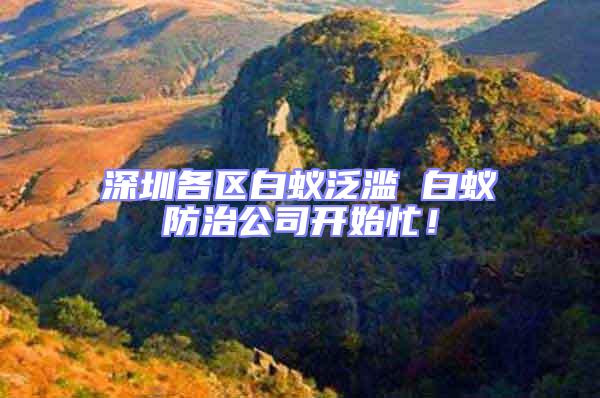 深圳各區白蟻泛濫 白蟻防治公司開始忙！