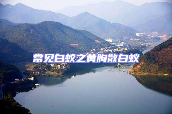 常見(jiàn)白蟻之黃胸散白蟻