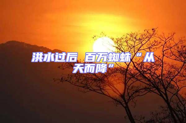 洪水過后 百萬蜘蛛“從天而降”