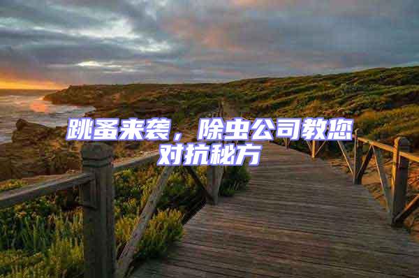 跳蚤來襲，除蟲公司教您對抗秘方