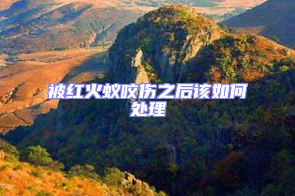 被紅火蟻咬傷之后該如何處理