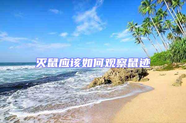 滅鼠應(yīng)該如何觀察鼠跡