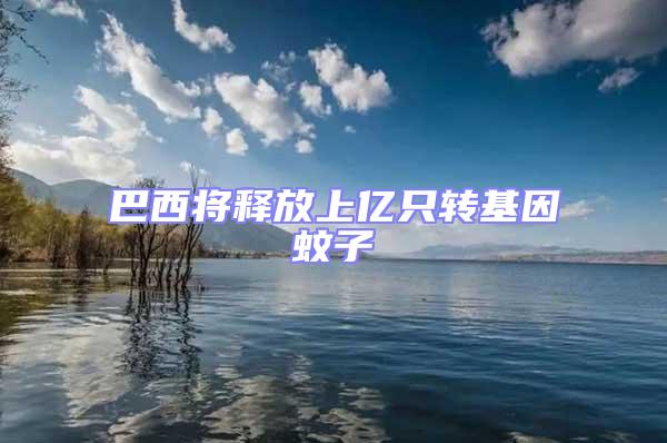 巴西將釋放上億只轉(zhuǎn)基因蚊子