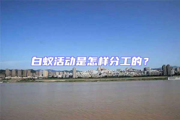 白蟻活動(dòng)是怎樣分工的？
