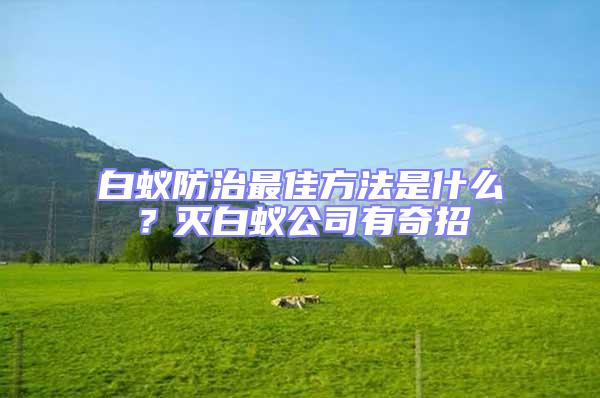 白蟻防治最佳方法是什么？滅白蟻公司有奇招