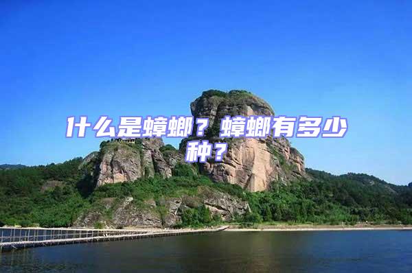 什么是蟑螂？蟑螂有多少種？