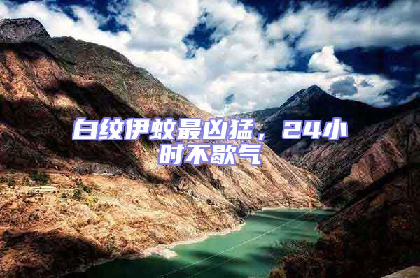 白紋伊蚊最兇猛，24小時不歇氣
