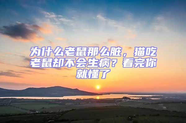 為什么老鼠那么臟，貓吃老鼠卻不會生病？看完你就懂了