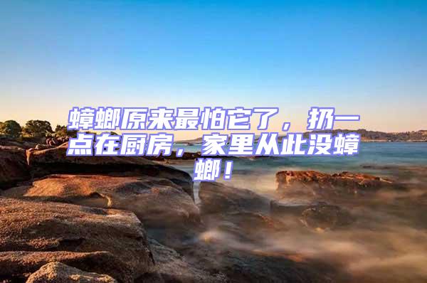 蟑螂原來最怕它了，扔一點在廚房，家里從此沒蟑螂！