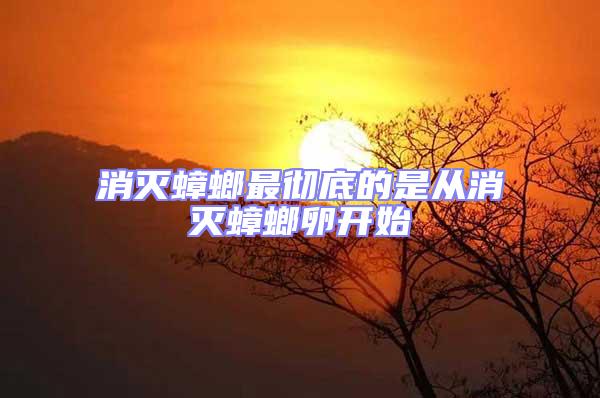 消滅蟑螂最徹底的是從消滅蟑螂卵開始