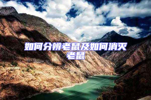 如何分辨老鼠及如何消滅老鼠