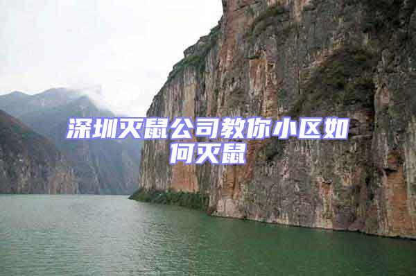 深圳滅鼠公司教你小區如何滅鼠