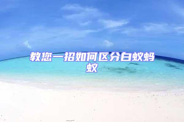 教您一招如何區分白蟻螞蟻