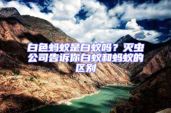 白色螞蟻是白蟻嗎？滅蟲公司告訴你白蟻和螞蟻的區別