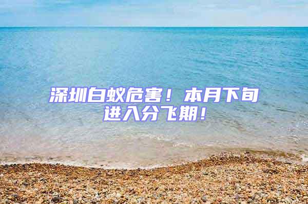 深圳白蟻危害！本月下旬進入分飛期！