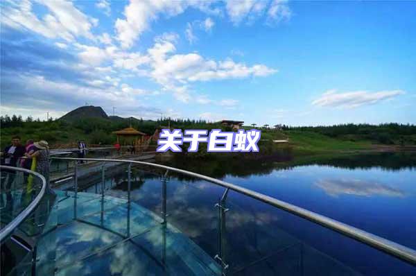 關于白蟻