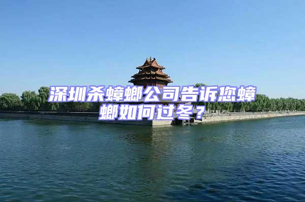 深圳殺蟑螂公司告訴您蟑螂如何過冬？