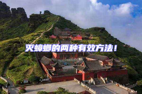 滅蟑螂的兩種有效方法！