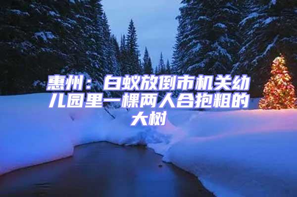 惠州：白蟻放倒市機(jī)關(guān)幼兒園里一棵兩人合抱粗的大樹