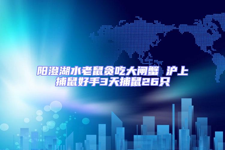 陽(yáng)澄湖水老鼠貪吃大閘蟹 滬上捕鼠好手3天捕鼠26只