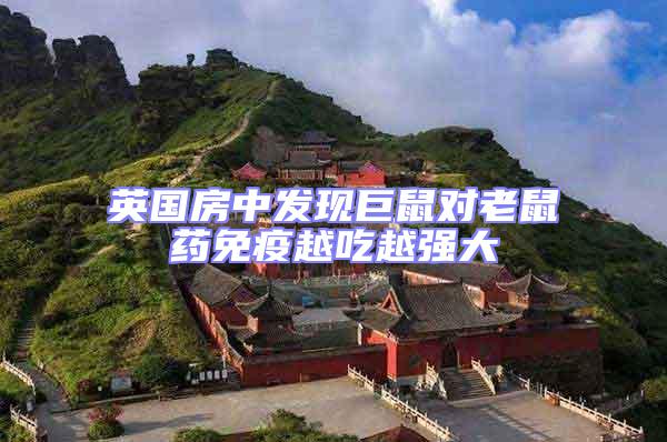 英國房中發(fā)現(xiàn)巨鼠對老鼠藥免疫越吃越強大