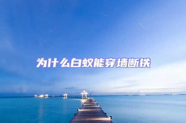 為什么白蟻能穿墻斷鐵
