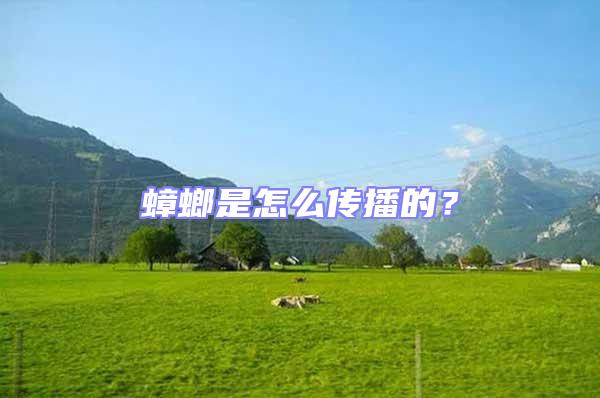 蟑螂是怎么傳播的？