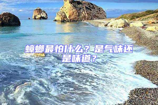 蟑螂最怕什么？是氣味還是味道？