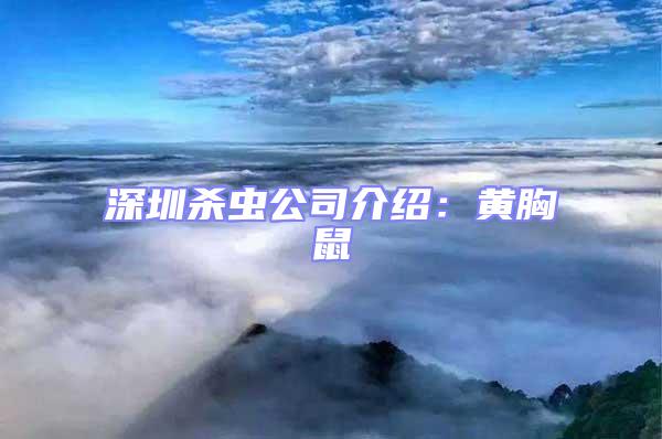 深圳殺蟲公司介紹：黃胸鼠